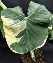 Load image into Gallery viewer, Alocasia 'Mickey Mouse' (Xanthosoma sagittifolium)
