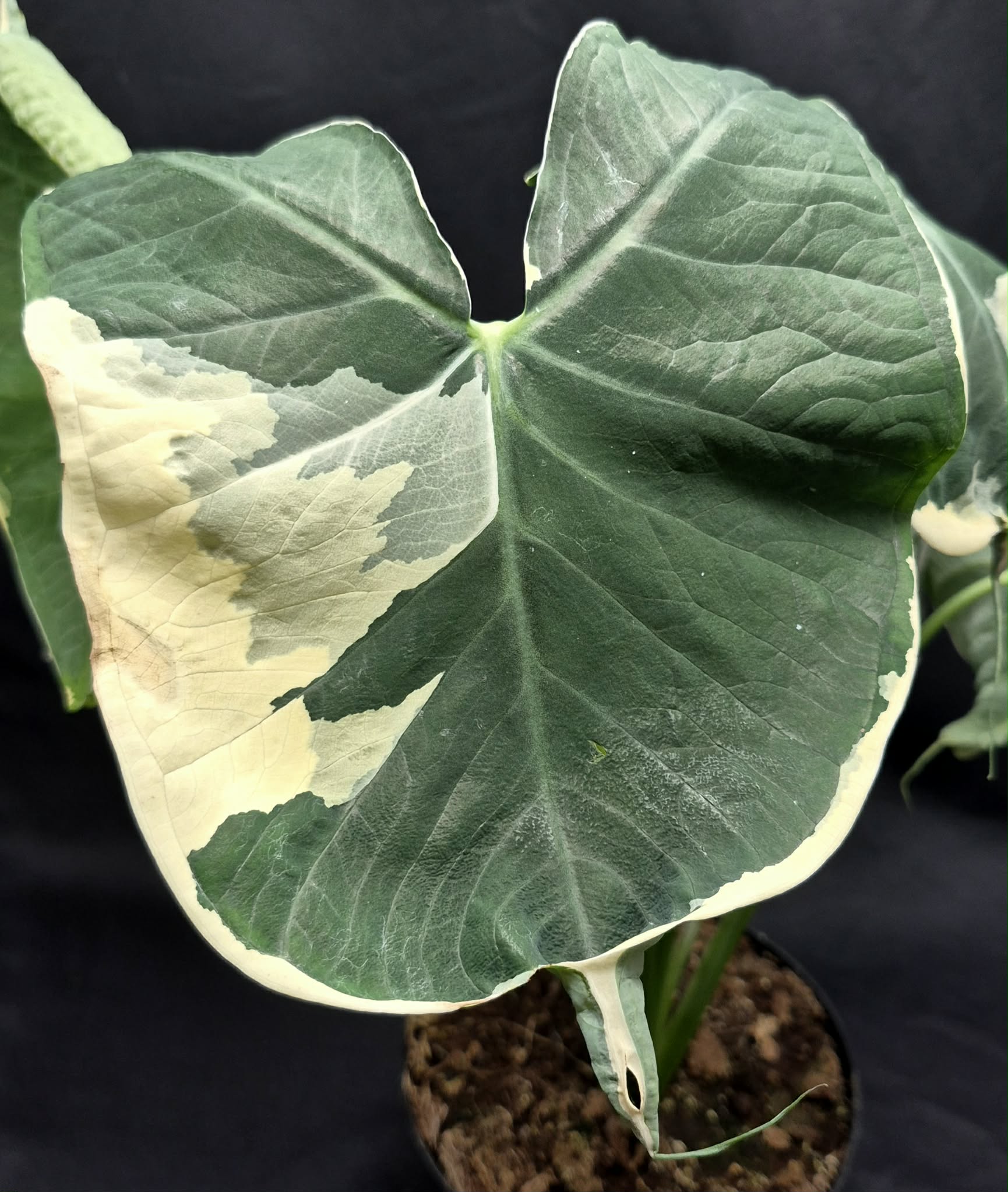Alocasia 'Mickey Mouse' (Xanthosoma sagittifolium) – Cedar Bridge
