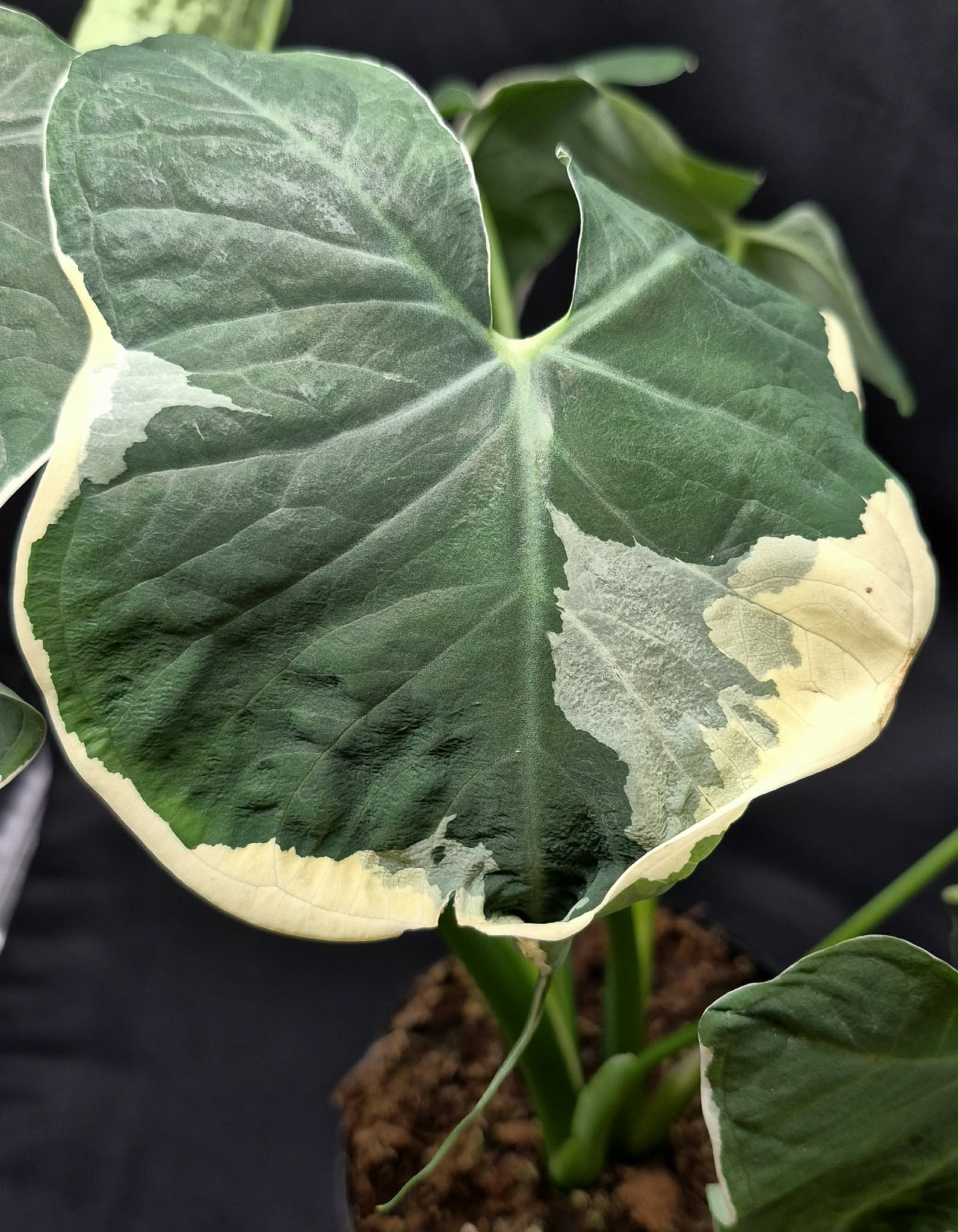 Alocasia 'Mickey Mouse' (Xanthosoma sagittifolium) – Cedar Bridge Botanicals