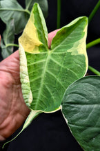 Load image into Gallery viewer, Alocasia 'Mickey Mouse' (Xanthosoma sagittifolium)
