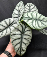 Load image into Gallery viewer, Alocasia 'Silver Dragon'
