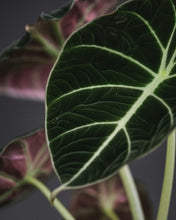 Load image into Gallery viewer, Alocasia 'Black Velvet'
