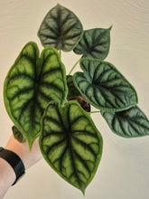 Load image into Gallery viewer, Alocasia &#39;Dragon Scale&#39;
