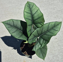 Load image into Gallery viewer, Alocasia 'Platinum'
