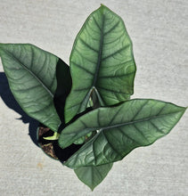 Load image into Gallery viewer, Alocasia 'Platinum'
