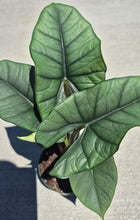 Load image into Gallery viewer, Alocasia 'Platinum'
