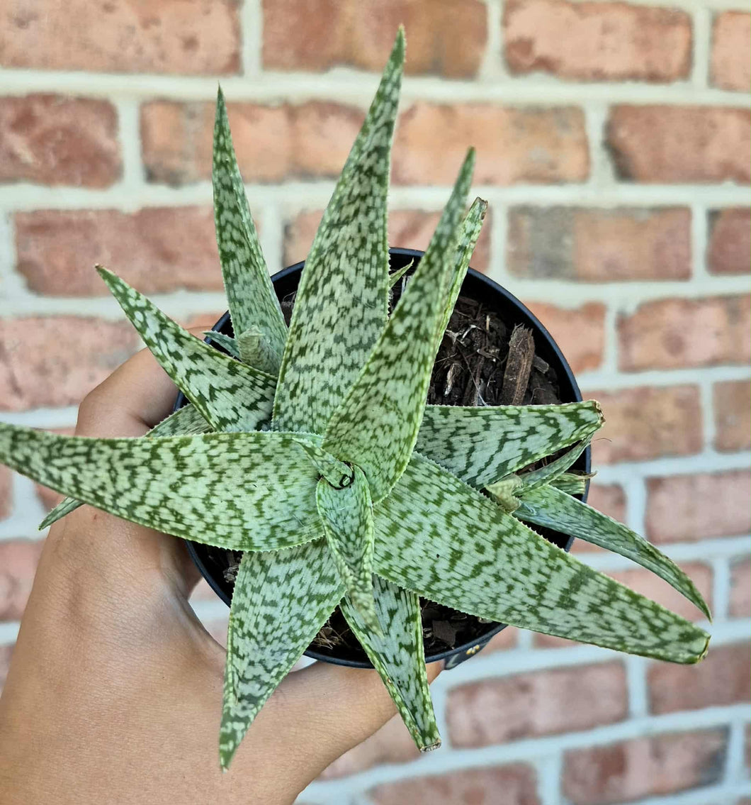 Aloe 'White Fox' (Aloe rauhii 'White Fox')