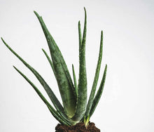 Load image into Gallery viewer, Aloe vera
