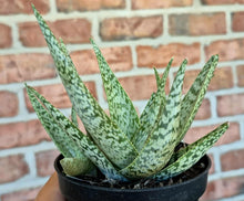Load image into Gallery viewer, Aloe &#39;White Fox&#39; (Aloe rauhii &#39;White Fox&#39;)
