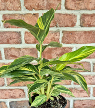 Load image into Gallery viewer, Shell Ginger (Alpinia zerumbet &#39;Variegata&#39;)
