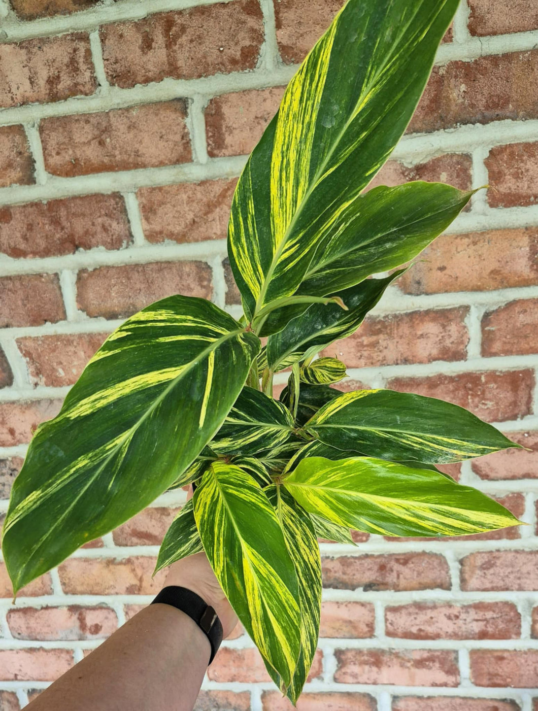 Shell Ginger (Alpinia zerumbet 'Variegata')