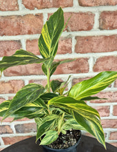 Load image into Gallery viewer, Shell Ginger (Alpinia zerumbet &#39;Variegata&#39;)

