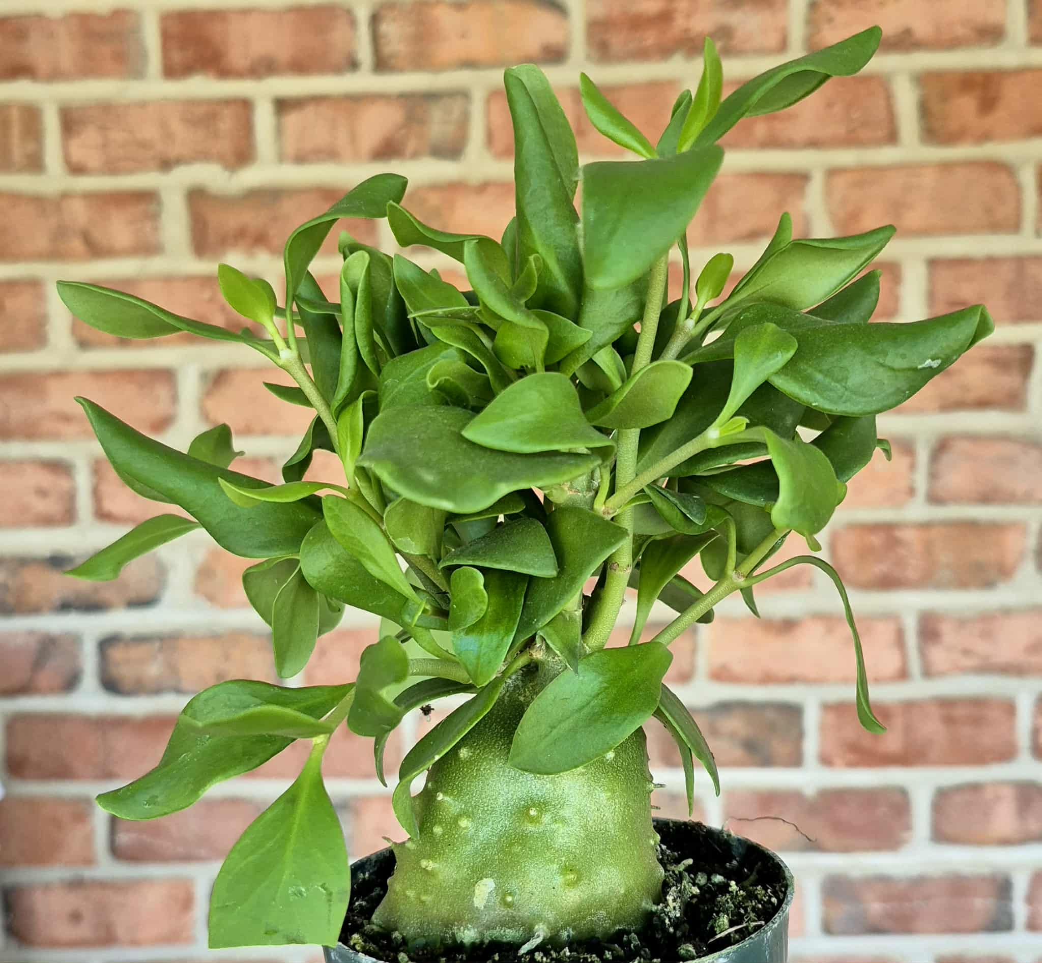 papua plant indoor Ant Plant (Hydnophytum papuanum) – Cedar Bridge Botanicals