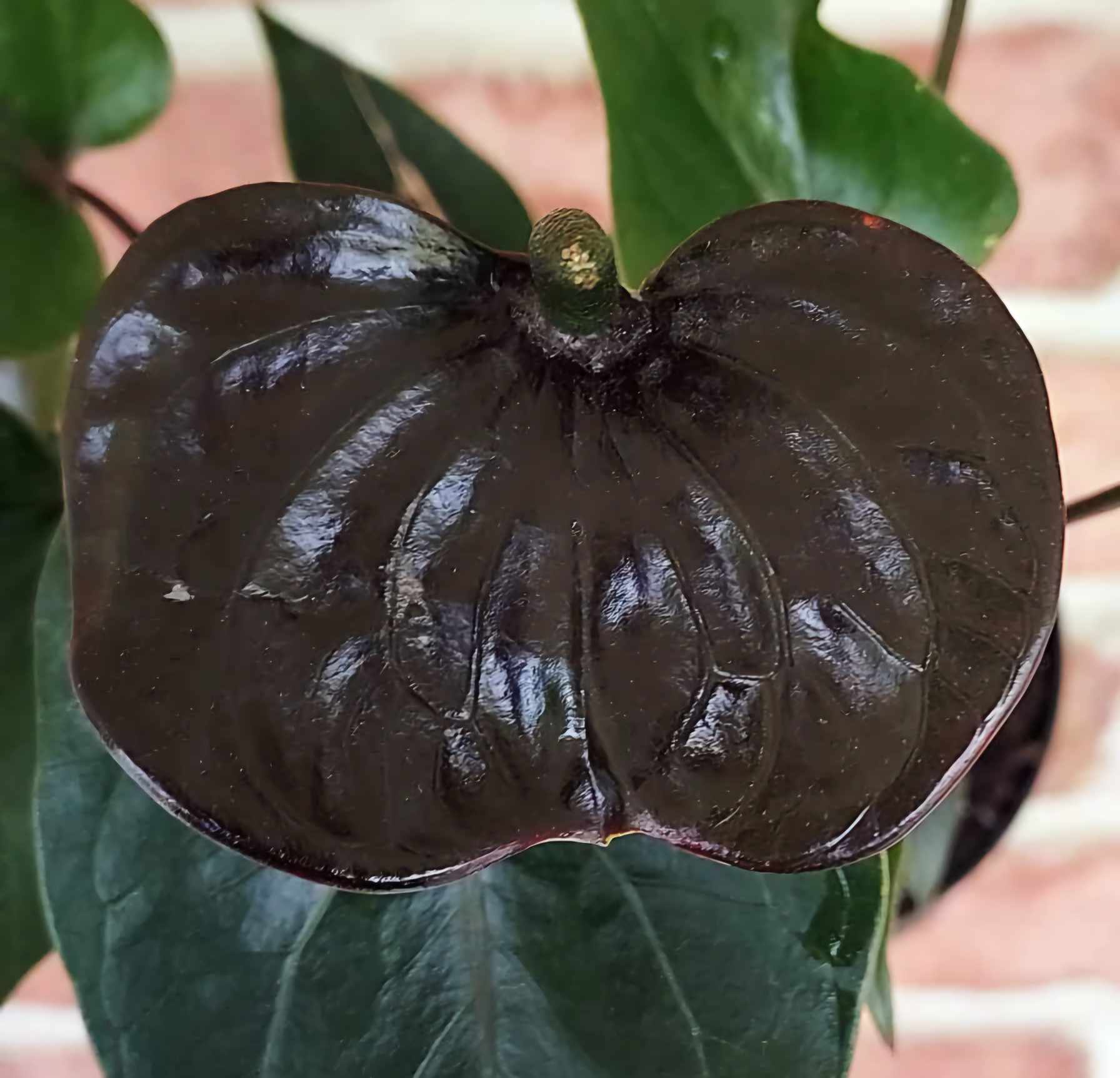 Black Flamingo Flower (Anthurium andraeanum) – Cedar Bridge Botanicals