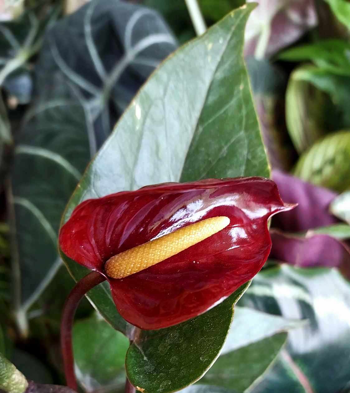 anthurium andreanum black Black Flamingo Flower (Anthurium andraeanum) – Cedar Bridge Botanicals
