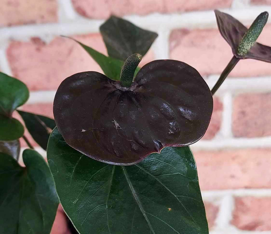 black anthurium plant Black Flamingo Flower (Anthurium andraeanum) – Cedar Bridge Botanicals