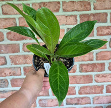 Load image into Gallery viewer, Anthurium 'Cobra'
