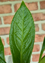 Load image into Gallery viewer, Anthurium 'Cobra'
