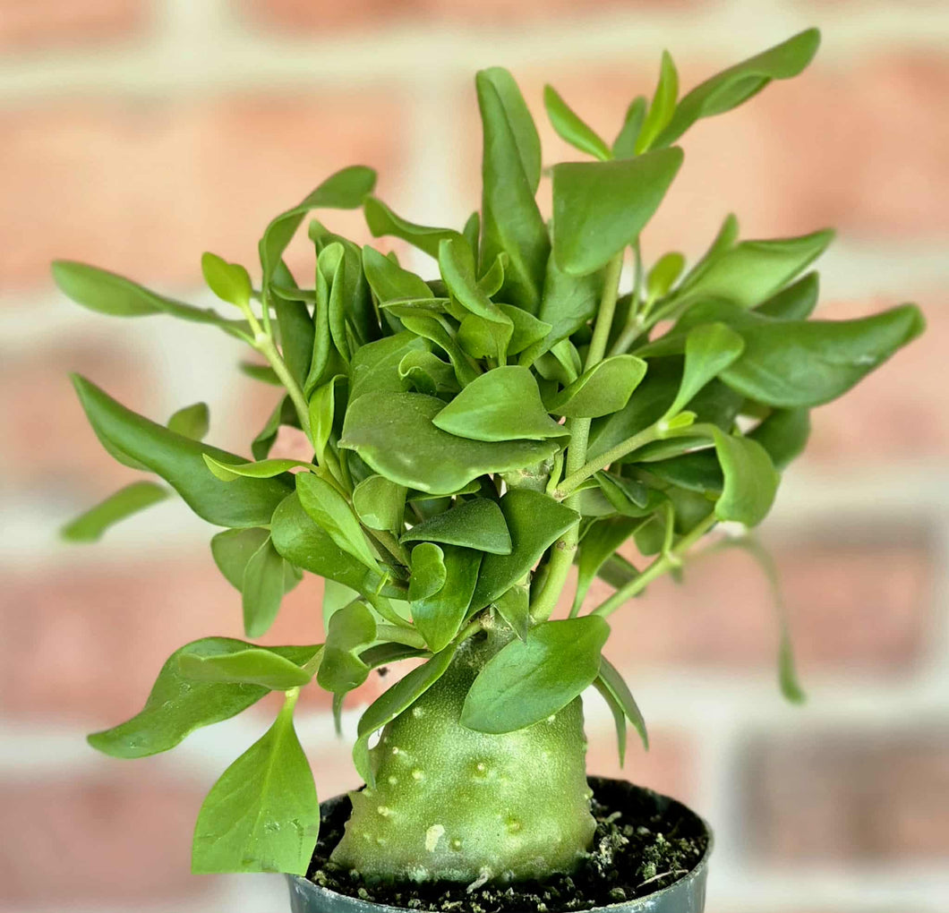 Ant Plant (Hydnophytum papuanum)