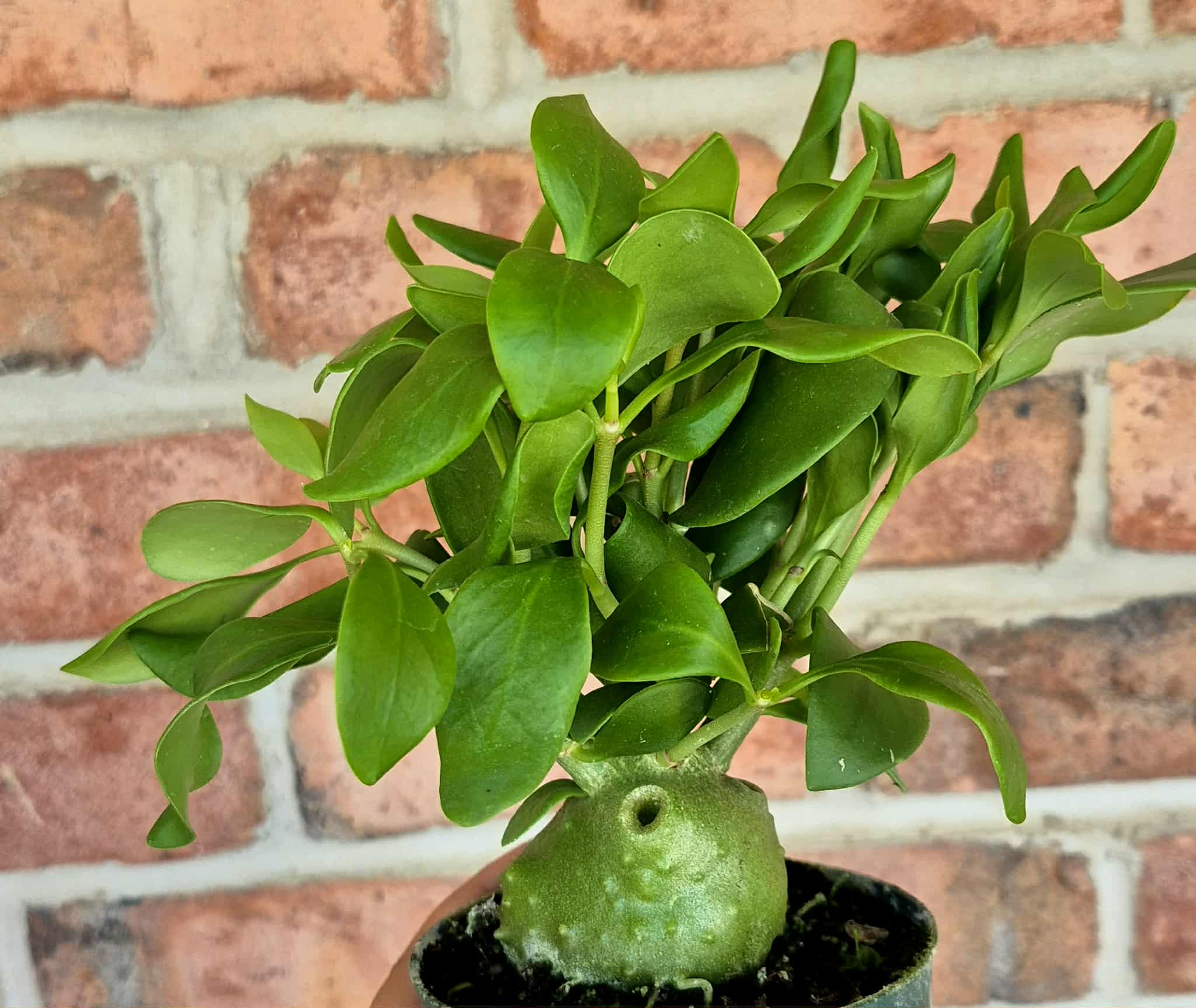 Ant Plant (Hydnophytum papuanum) – Cedar Bridge Botanicals