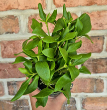 Load image into Gallery viewer, Ant Plant (Hydnophytum papuanum)
