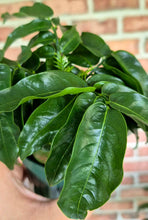 Load image into Gallery viewer, Australian Lucky Beans (Castanospermum australe)
