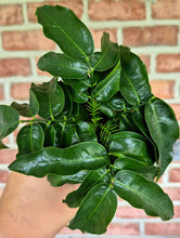 Load image into Gallery viewer, Australian Lucky Beans (Castanospermum australe)
