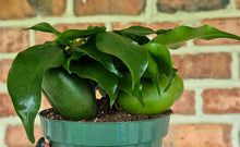 Load image into Gallery viewer, Australian Lucky Beans (Castanospermum australe)
