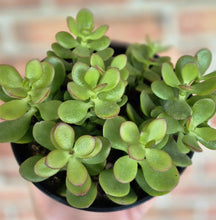 Load image into Gallery viewer, Baby Jade (Crassula ovata &#39;Baby Jade&#39;)
