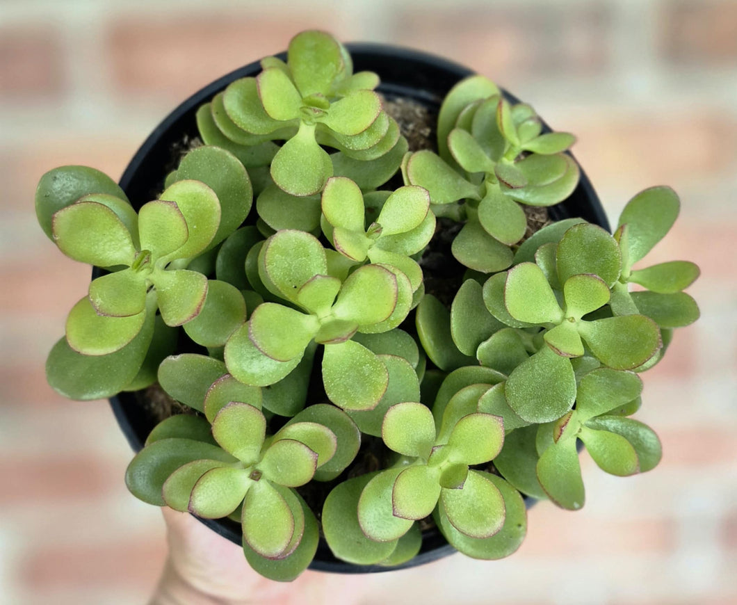 Baby Jade (Crassula ovata 'Baby Jade')