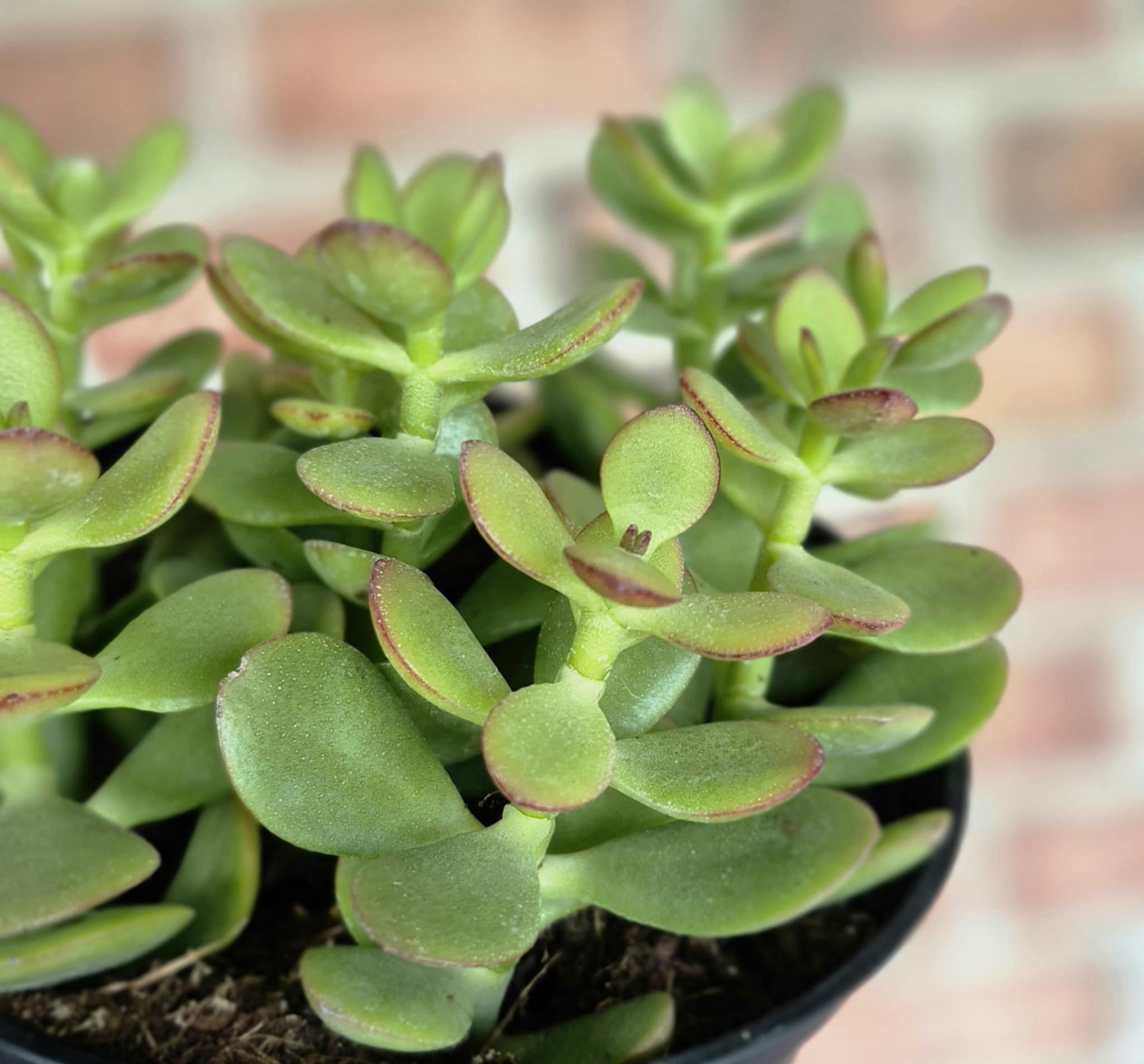 Baby Jade (Crassula ovata 'Baby Jade') – Cedar Bridge Botanicals