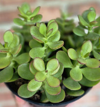 Load image into Gallery viewer, Baby Jade (Crassula ovata &#39;Baby Jade&#39;)
