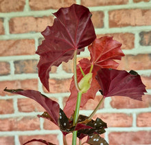 Load image into Gallery viewer, Begonia 'Black Forest'
