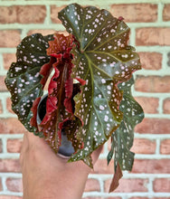 Load image into Gallery viewer, Begonia 'Cracklin' Rosie'
