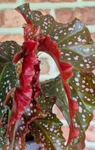 Load image into Gallery viewer, Begonia 'Cracklin' Rosie'
