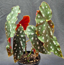 Load image into Gallery viewer, Polka Dot Begonia (Begonia maculata var. wrightii)
