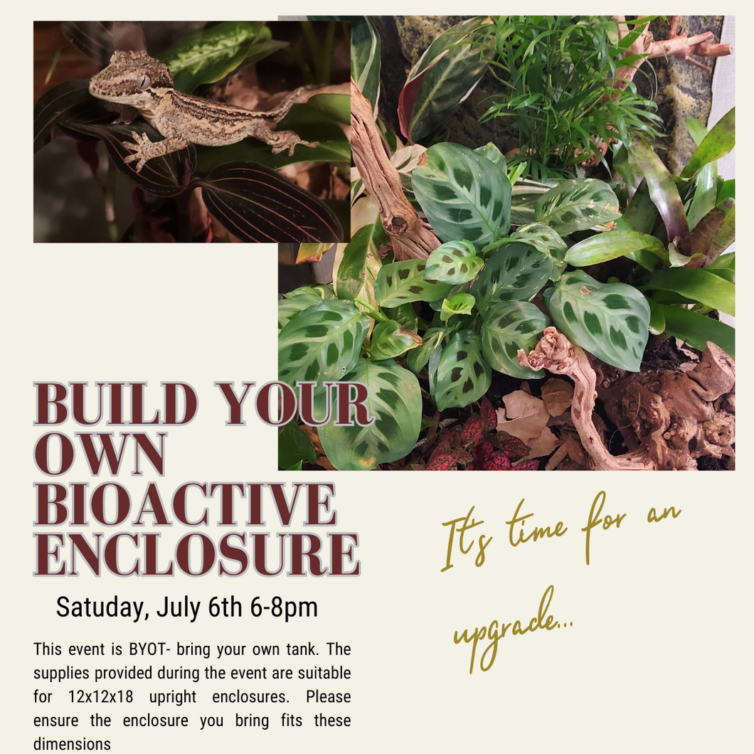 Build Your Own Bioactive Enclosure