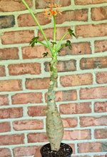 Load image into Gallery viewer, Buddha Belly (Jatropha podagrica)
