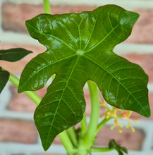 Load image into Gallery viewer, Buddha Belly (Jatropha podagrica)
