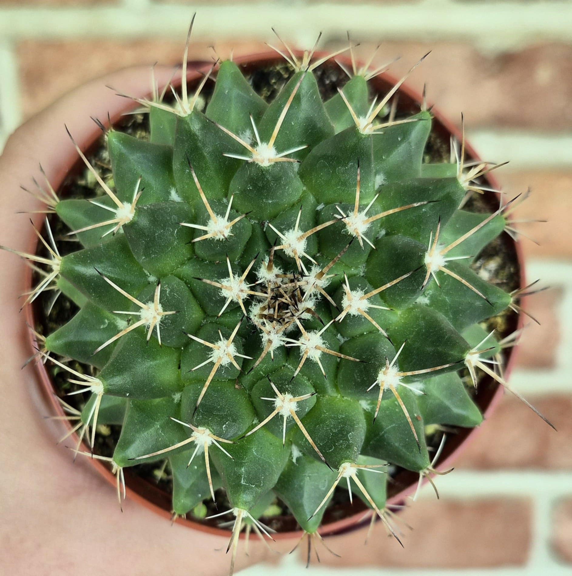 Pincushion Cactus (Mammillaria polythele) – Cedar Bridge Botanicals