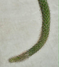 Load image into Gallery viewer, Monkey Tail Cactus (Cleistocactus colademononis)
