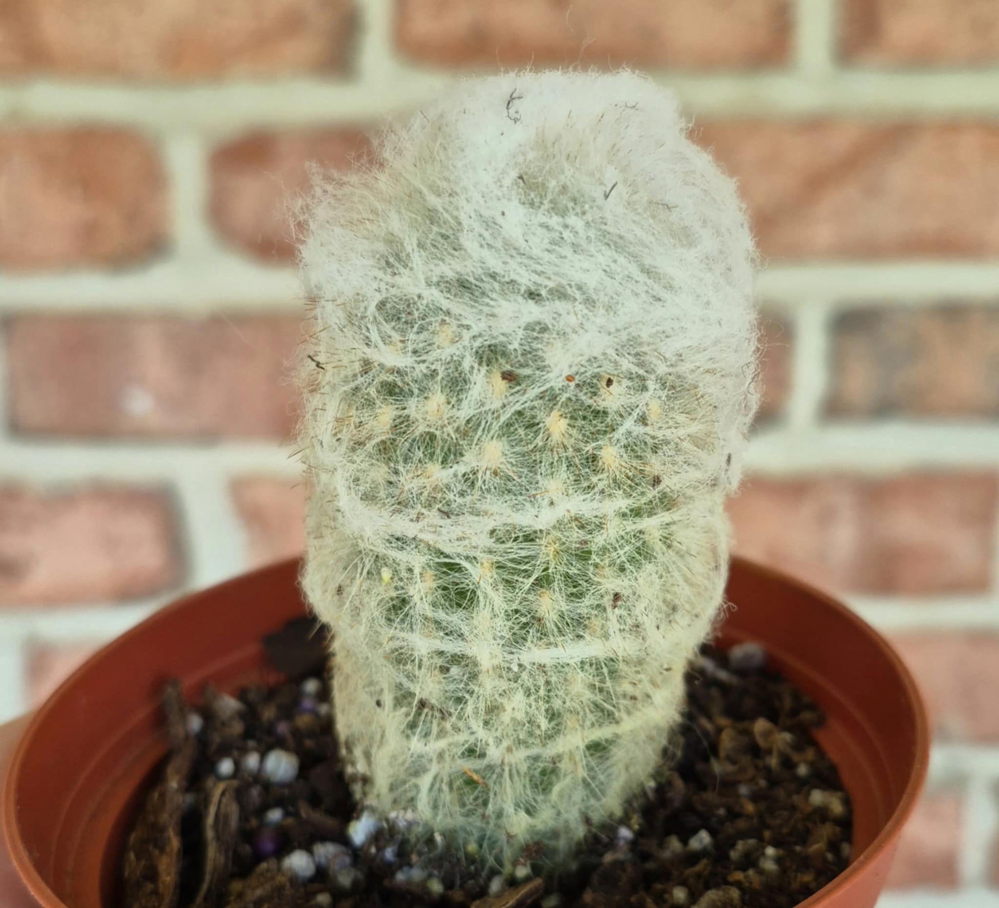 cactus old Old Man Cactus (Cephalocereus senilis) – Cedar Bridge Botanicals