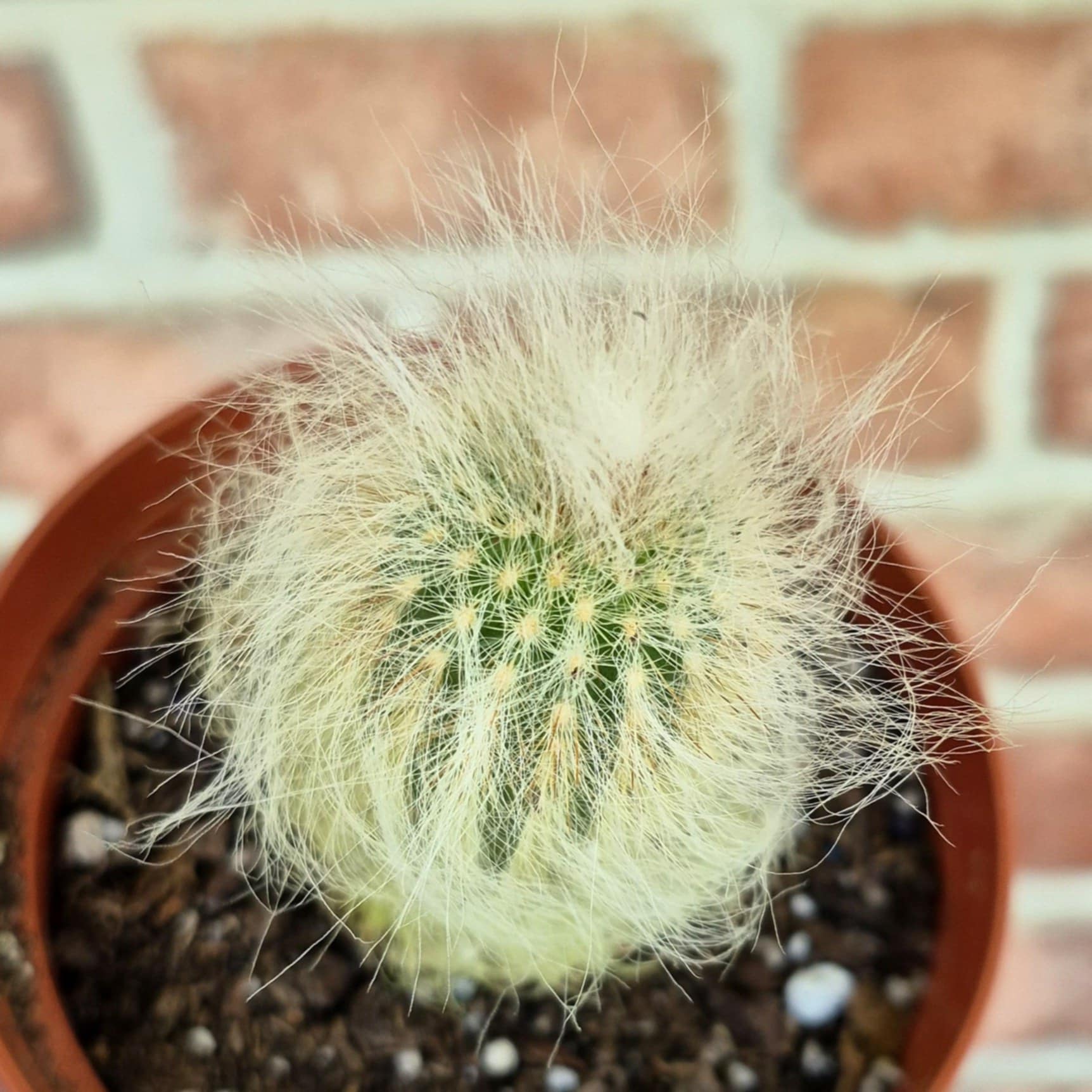 Old Man Cactus (Cephalocereus senilis) – Cedar Bridge Botanicals