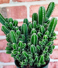 Load image into Gallery viewer, Fairy Castle Cactus (Acanthocereus tetragonus)
