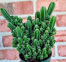 Load image into Gallery viewer, Fairy Castle Cactus (Acanthocereus tetragonus)
