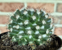 Load image into Gallery viewer, Hedgehog Cactus (Mammillaria sempervivi)
