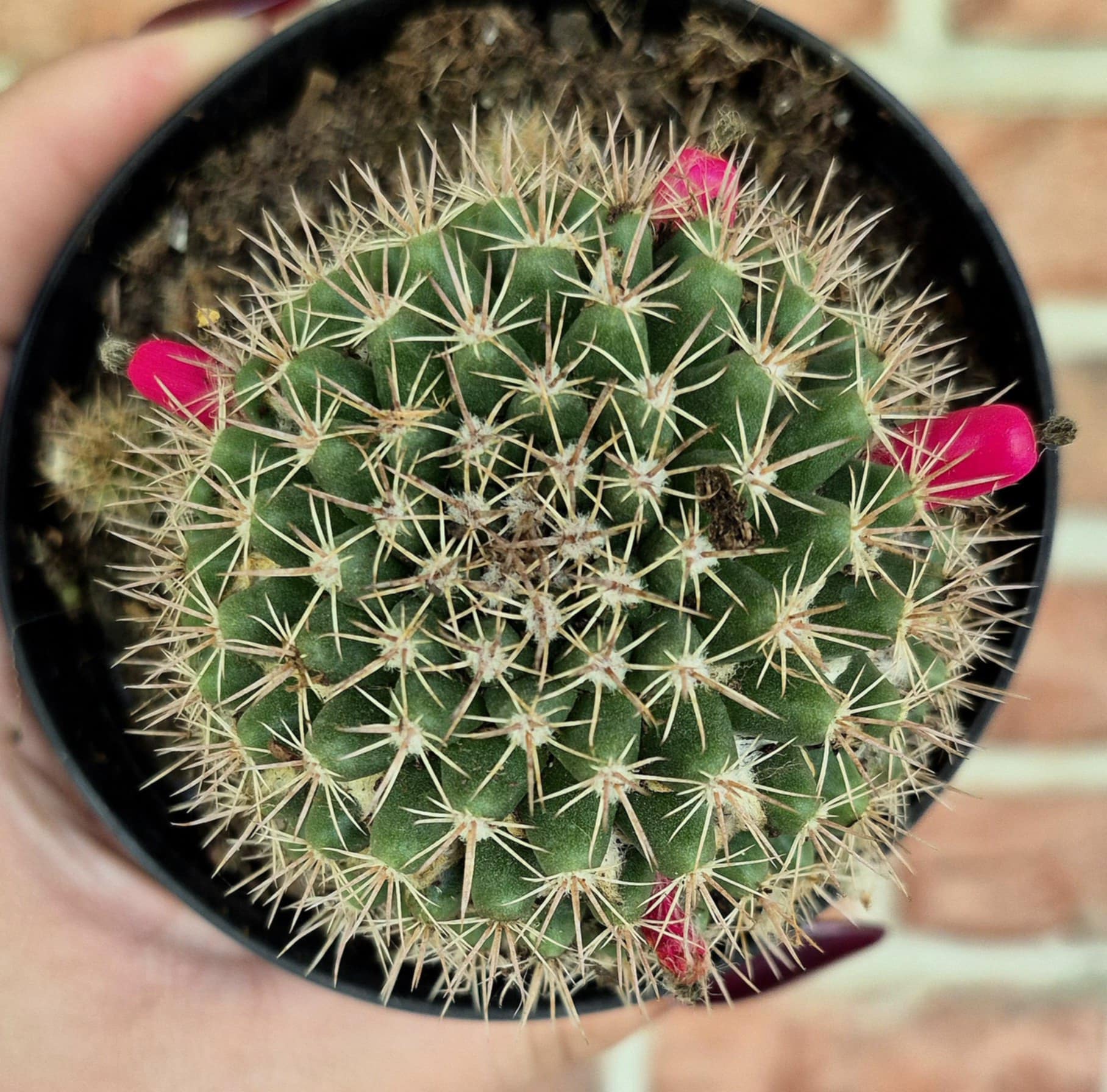 Pincushion Cactus (Mammillaria heyderi) – Cedar Bridge Botanicals