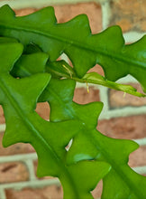 Load image into Gallery viewer, Ric Rac Cactus (Selenicereus anthonyanus)
