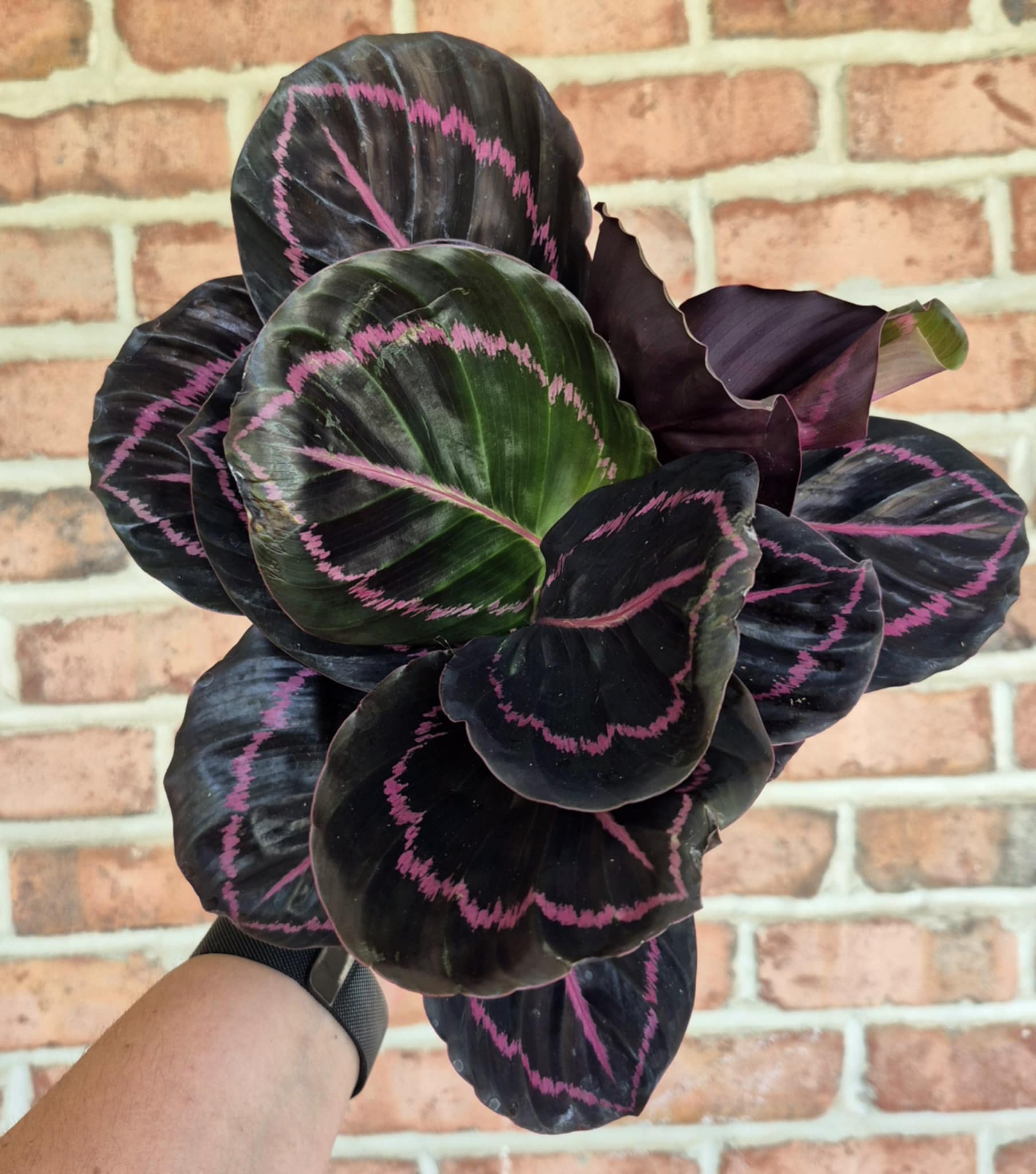 calathea dottie Calathea 'Dottie' – Cedar Bridge Botanicals