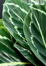 Load image into Gallery viewer, Calathea 'Green Lipstick' (Goeppertia roseopicta ‘Green Lipstick’)
